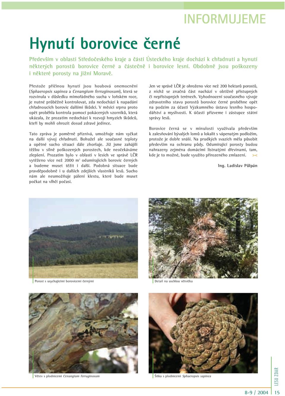 PfiestoÏe pfiíãinou hynutí jsou houbová onemocnûní (Sphaeropsis sapinea a Cenangium ferruginosum), která se rozvinula v dûsledku mimofiádného sucha v loàském roce, je nutné prûbûïnû kontrolovat, zda