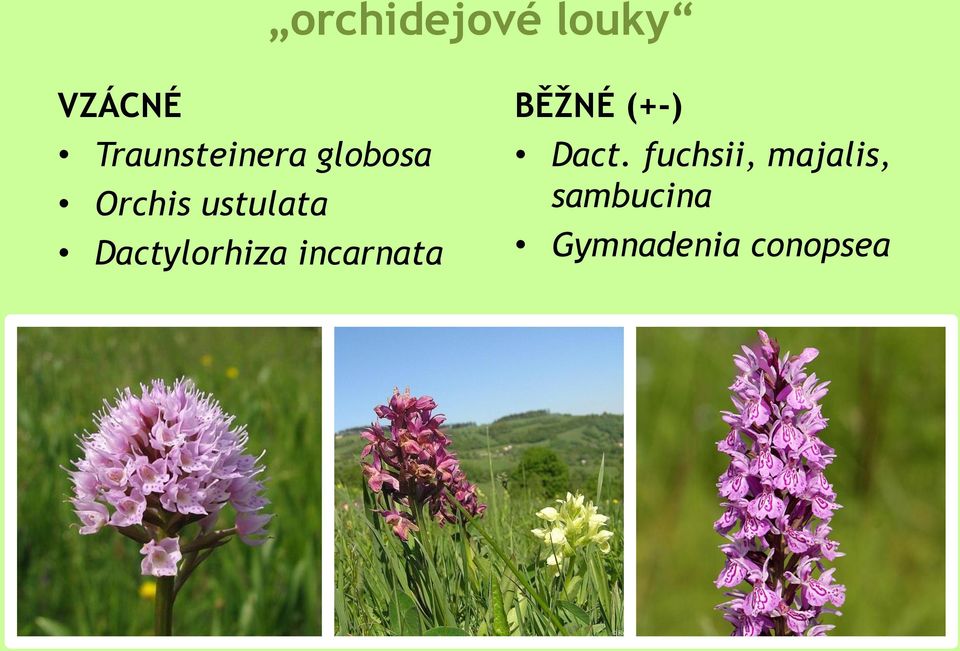 Dactylorhiza incarnata BĚŽNÉ (+-)