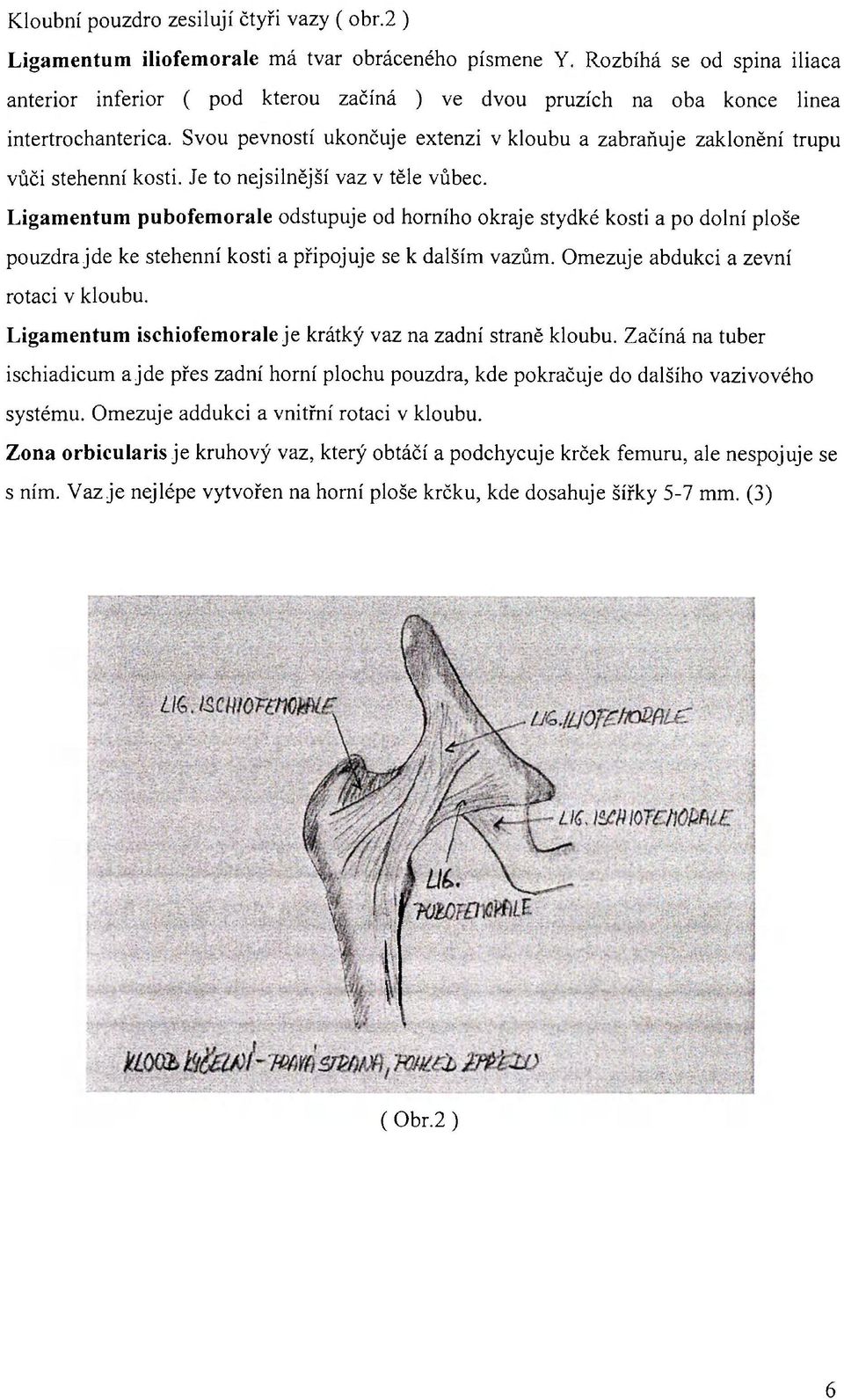 Svou pevností ukončuje extenzi v kloubu a zabraňuje zaklonění trupu vůči stehenní kosti. Je to nejsilnější vaz v těle vůbec.