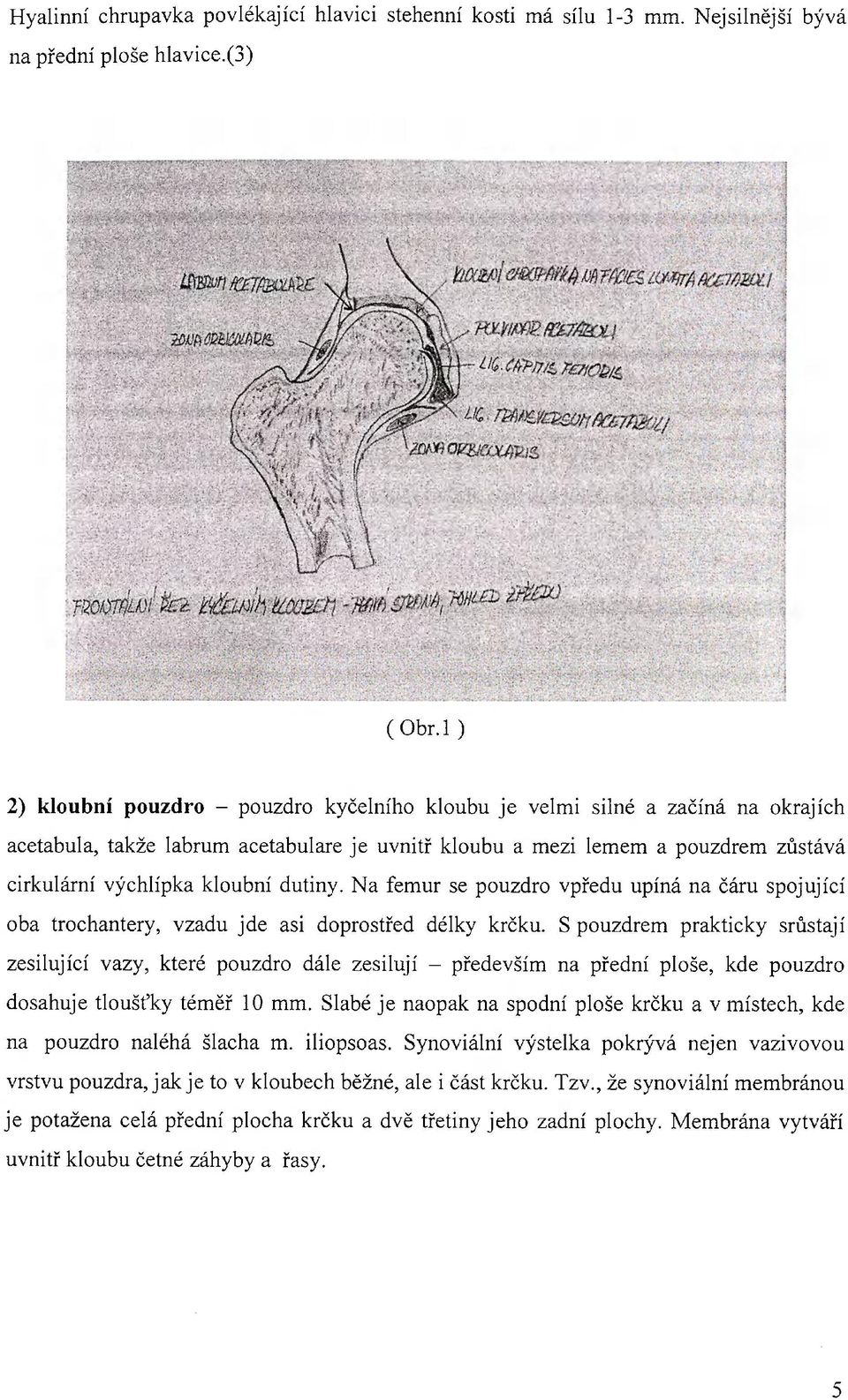 dutiny. Na femur se pouzdro vpředu upíná na čáru spojující oba trochantery, vzadu jde asi doprostřed délky krčku.