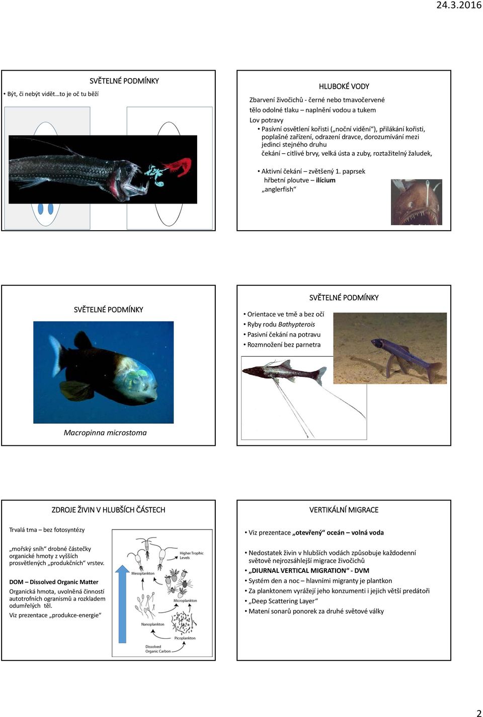 paprsek hřbetní ploutve ilícium anglerfish Orientace ve tmě a bez očí Ryby rodu Bathypterois Pasivní čekání na potravu Rozmnožení bez parnetra Macropinna microstoma Tripod fish B.