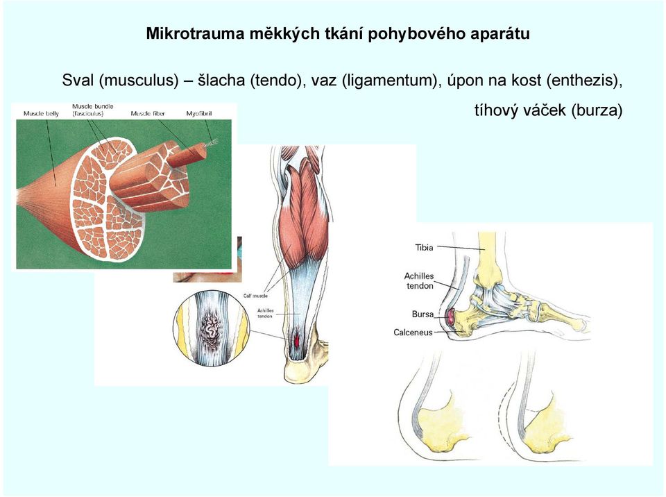 šlacha (tendo), vaz (ligamentum),