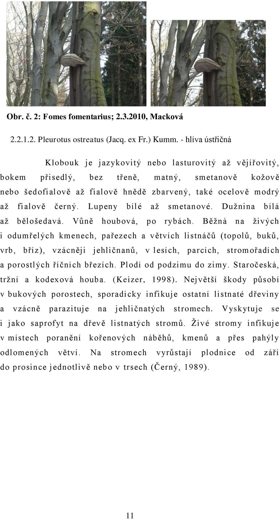 černý. Lupeny bílé aţ smetanové. Duţnina bílá aţ bělošedavá. Vůně houbová, po rybách.