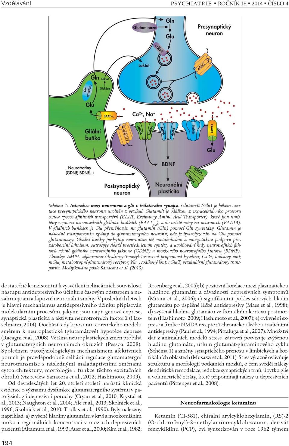 ), a do urèité míry na neuronech (EAAT3). V gliálních buòkách je Glu pøemìòován na glutamin (Gln) pomocí Gln syntetázy.