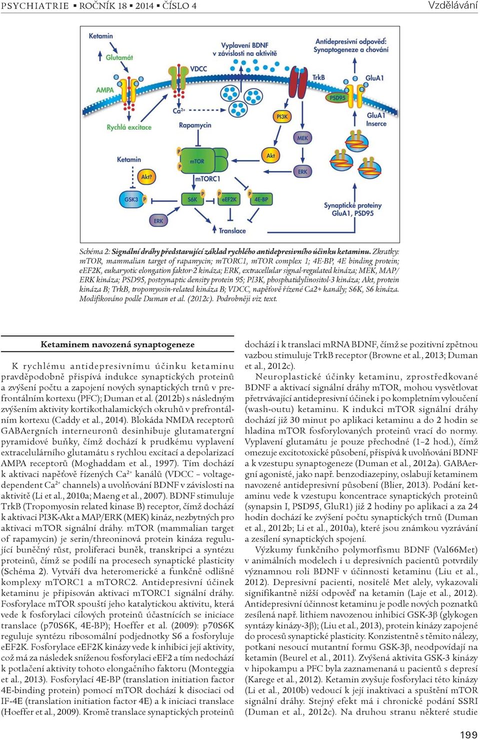 ERK kináza; PSD95, postsynaptic density protein 95; PI3K, phosphatidylinositol-3 kináza; Akt, protein kináza B; TrkB, tropomyosin-related kináza B; VDCC, napìśovì øízené Ca2+ kanály; S6K, S6 kináza.