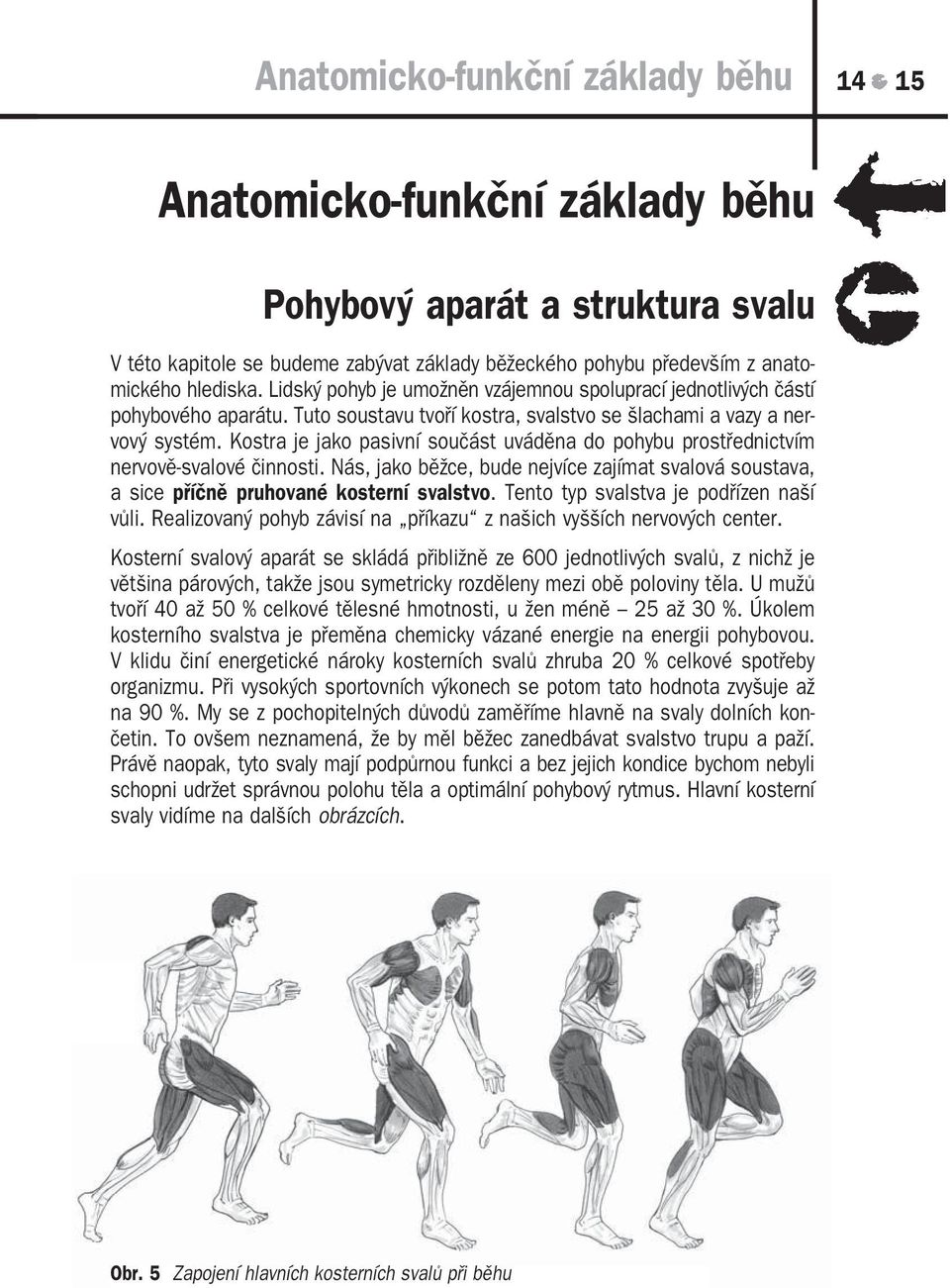 Kostra je jako pasivní součást uváděna do pohybu prostřednictvím nervově svalové činnosti. Nás, jako běžce, bude nejvíce zajímat svalová soustava, a sice příčně pruhované kosterní svalstvo.