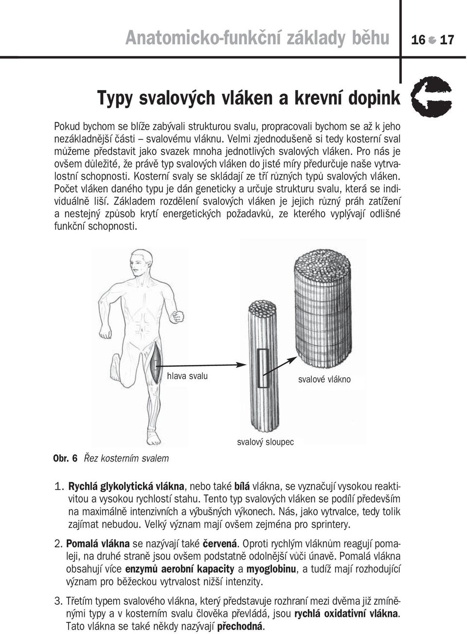 Pro nás je ovšem důležité, že právě typ svalových vláken do jisté míry předurčuje naše vytrva lostní schopnosti. Kosterní svaly se skládají ze tří různých typů svalových vláken.