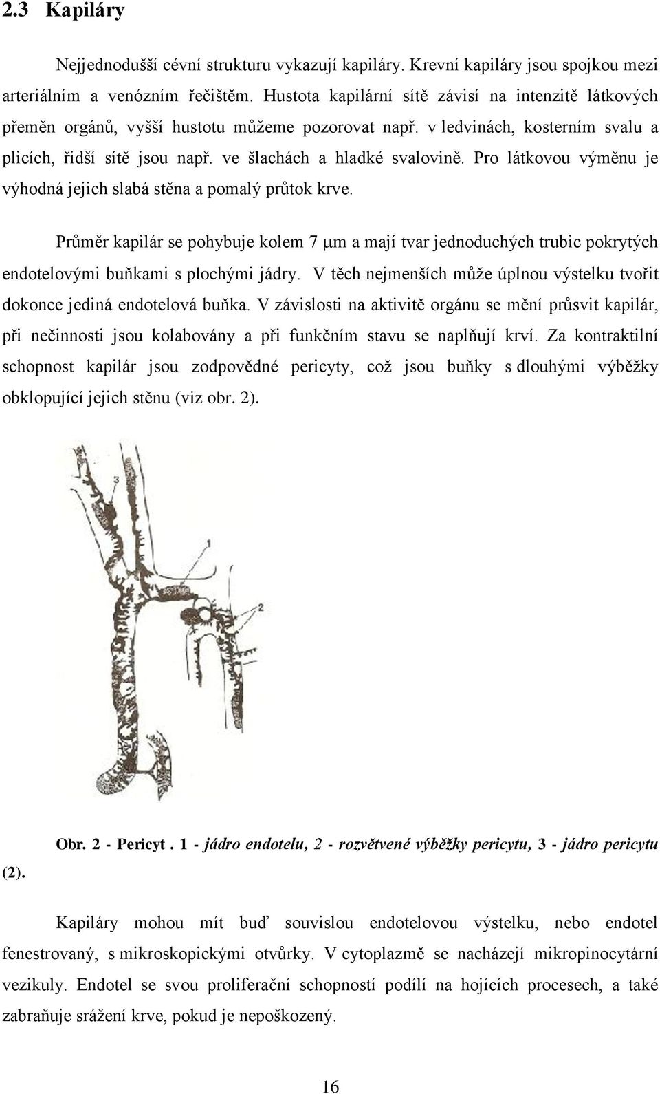 Pro látkovou výměnu je výhodná jejich slabá stěna a pomalý průtok krve. Průměr kapilár se pohybuje kolem 7 m a mají tvar jednoduchých trubic pokrytých endotelovými buňkami s plochými jádry.