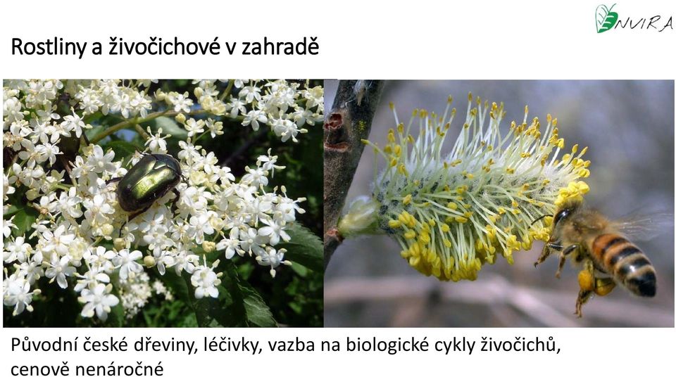 dřeviny, léčivky, vazba na