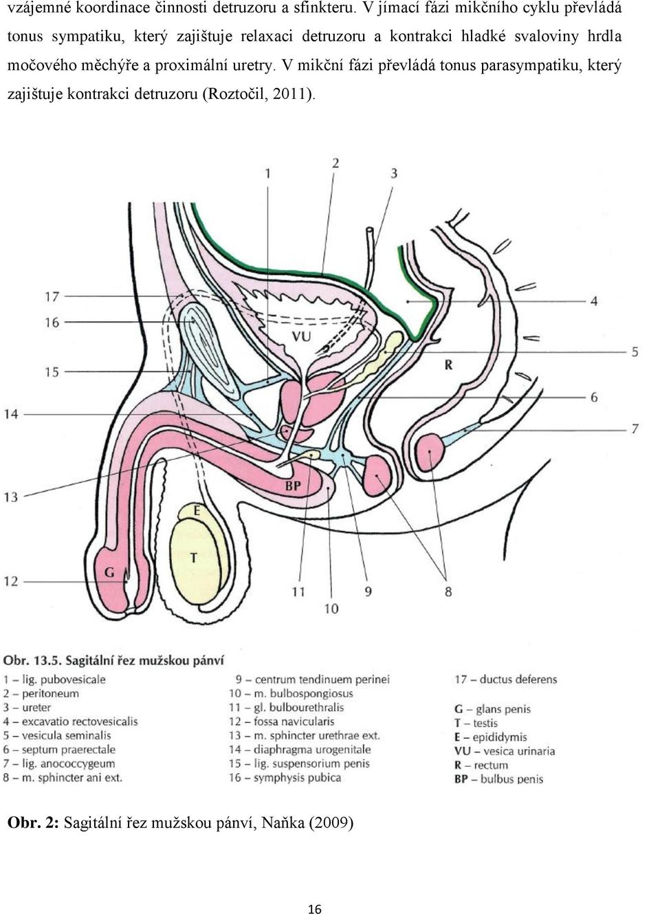 kontrakci hladké svaloviny hrdla močového měchýře a proximální uretry.