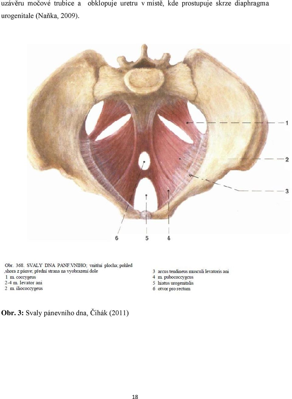 diaphragma urogenitale (Naňka, 2009).