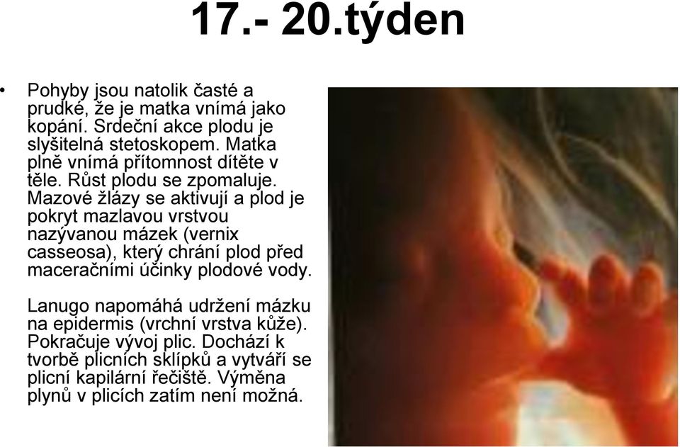 Mazové žlázy se aktivují a plod je pokryt mazlavou vrstvou nazývanou mázek (vernix casseosa), který chrání plod před maceračními účinky