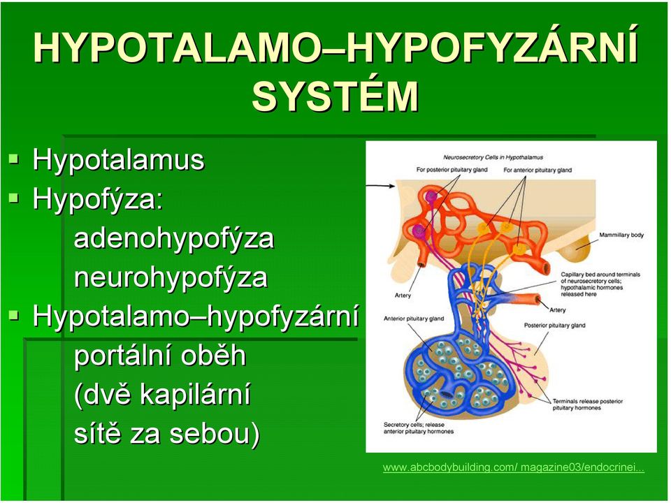 hypofyz hypofyzární portáln lní oběh (dvě kapilárn rní