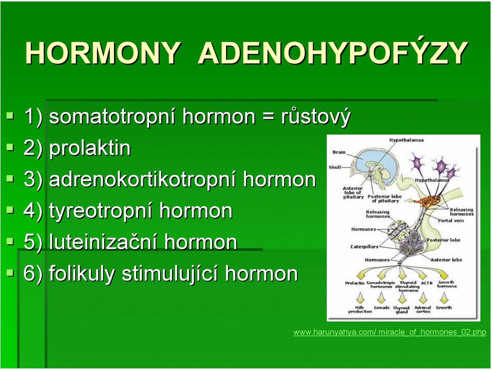 tyreotropní hormon 5) luteinizační hormon 6) folikuly