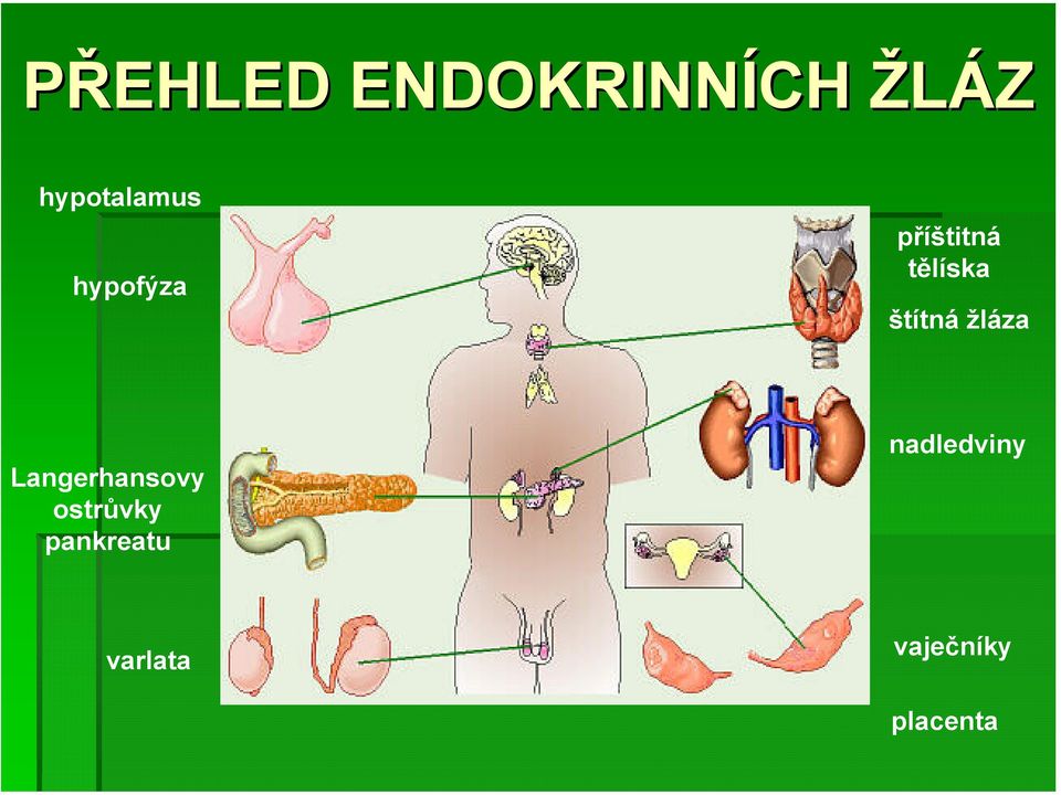tělíska štítná žláza Langerhansovy