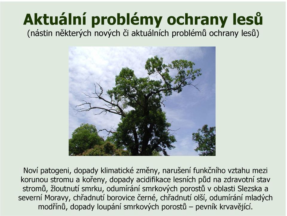 na zdravotní stav stromů, žloutnutí smrku, odumírání smrkových porostů v oblasti Slezska a severní Moravy,