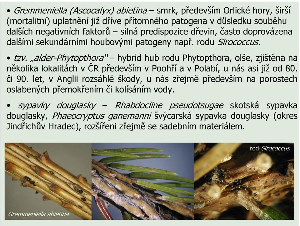 alder-phytopthora hybrid hub rodu Phytopthora, olše, zjištěna na několika lokalitách v ČR především v Poohří a v Polabí, u nás asi již od 80. či 90.