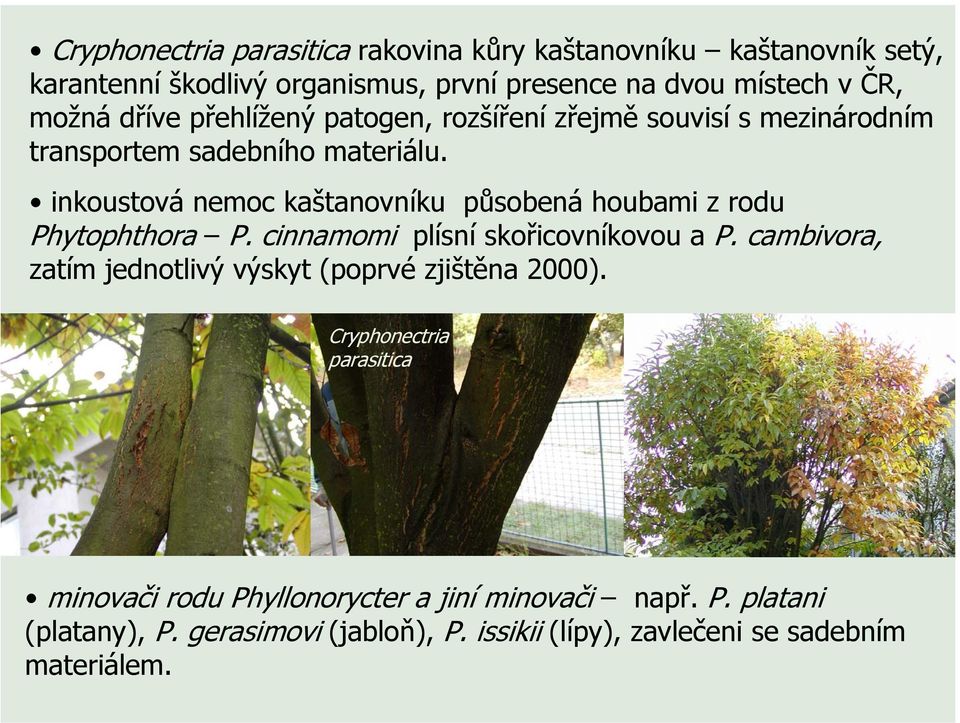 inkoustová nemoc kaštanovníku působená houbami z rodu Phytophthora P. cinnamomi plísní skořicovníkovou a P.