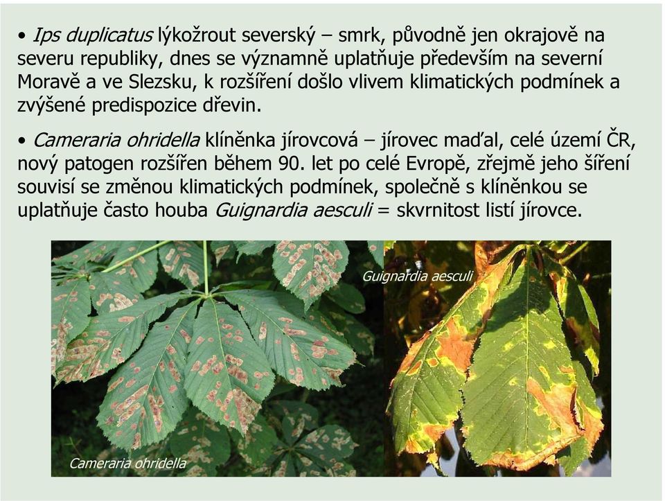 Cameraria ohridella klíněnka jírovcová jírovec maďal, celé území ČR, nový patogen rozšířen během 90.