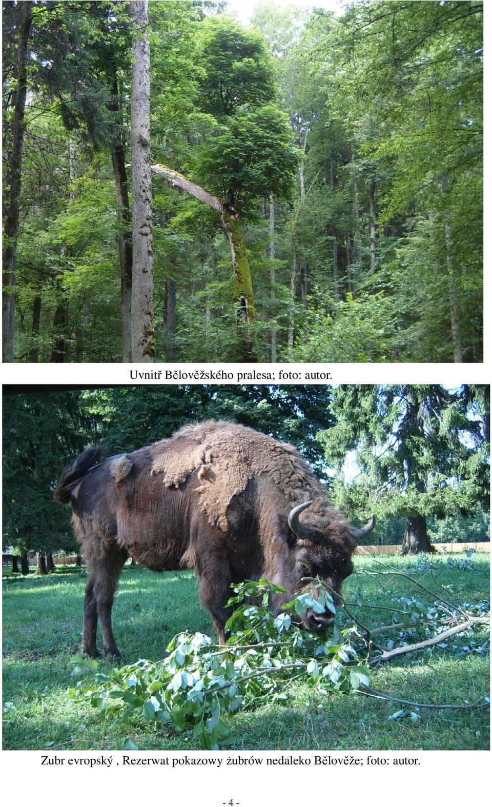 Zubr evropský, Rezerwat
