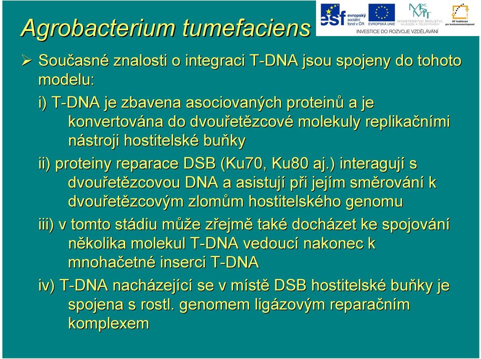 ) interagují s dvouřet etězcovou DNA a asistují při i jejím m směrov rování k dvouřet etězcovým zlomům m hostitelského genomu iii) ) v tomto stádiu můžm ůže e zřejmz