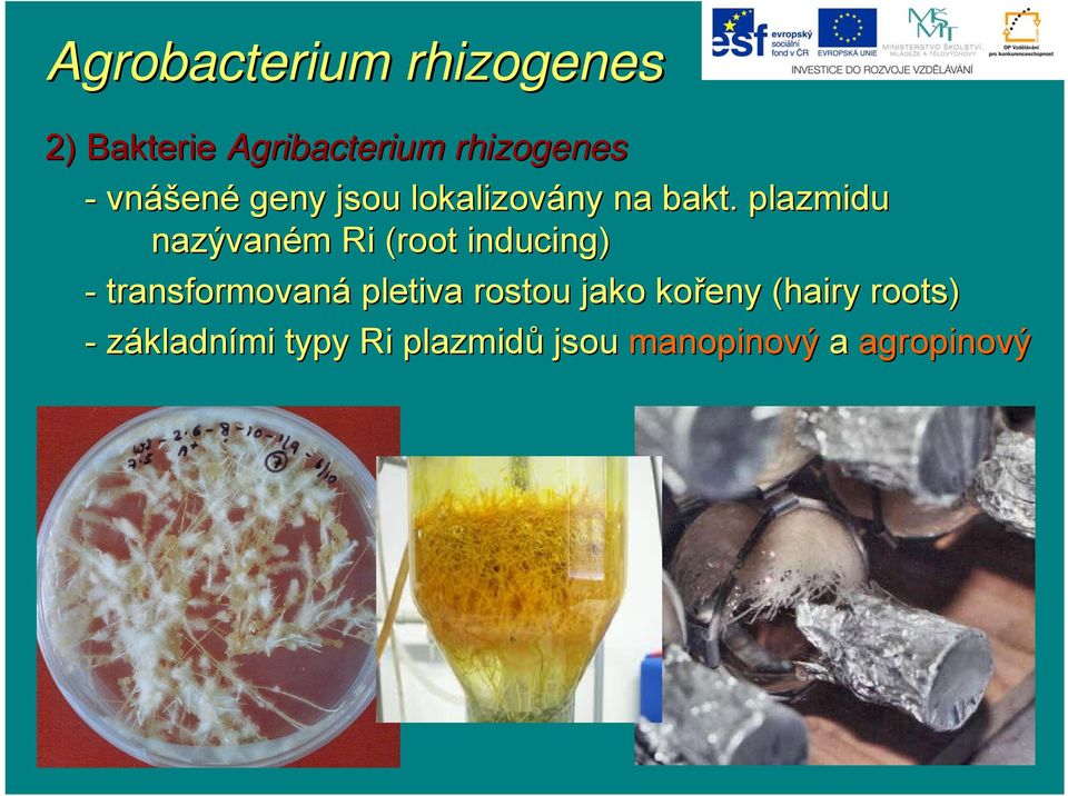 plazmidu nazývaném Ri (root inducing) - transformovaná pletiva