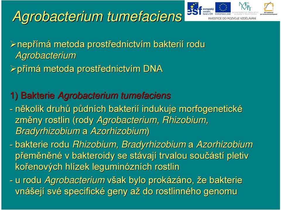 Bradyrhizobium a Azorhizobium) - bakterie rodu Rhizobium, Bradyrhizobium a Azorhizobium přeměněné v bakteroidy se stávaj vají trvalou součást stí