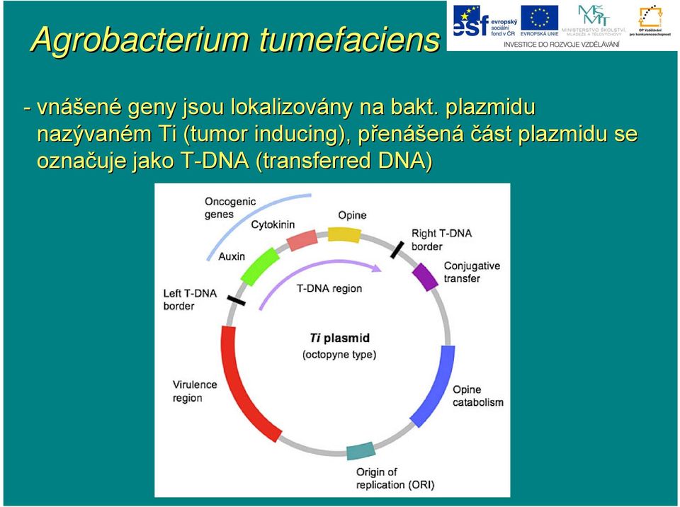 plazmidu nazývaném m Ti (tumor inducing),