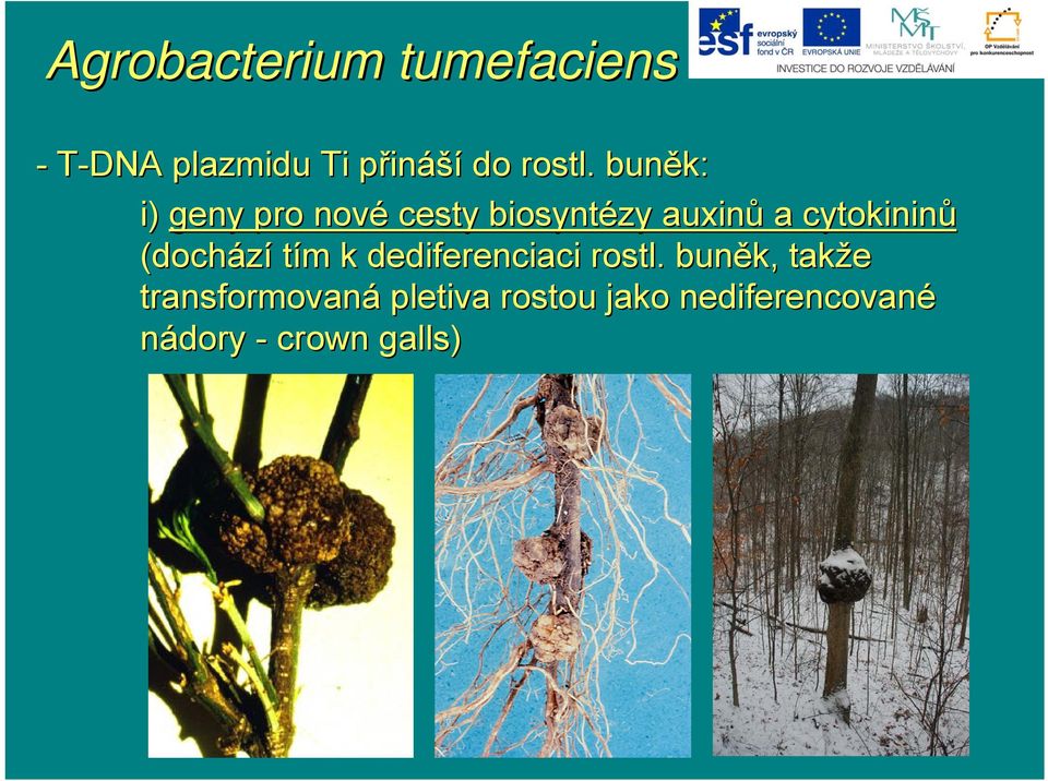 buněk: i) geny pro nové cesty biosyntézy auxinů a cytokininů