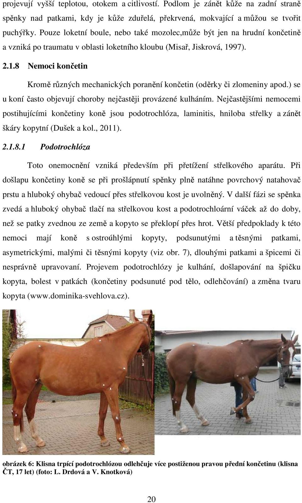 97). 2.1.8 Nemoci končetin Kromě různých mechanických poranění končetin (oděrky či zlomeniny apod.) se u koní často objevují choroby nejčastěji provázené kulháním.