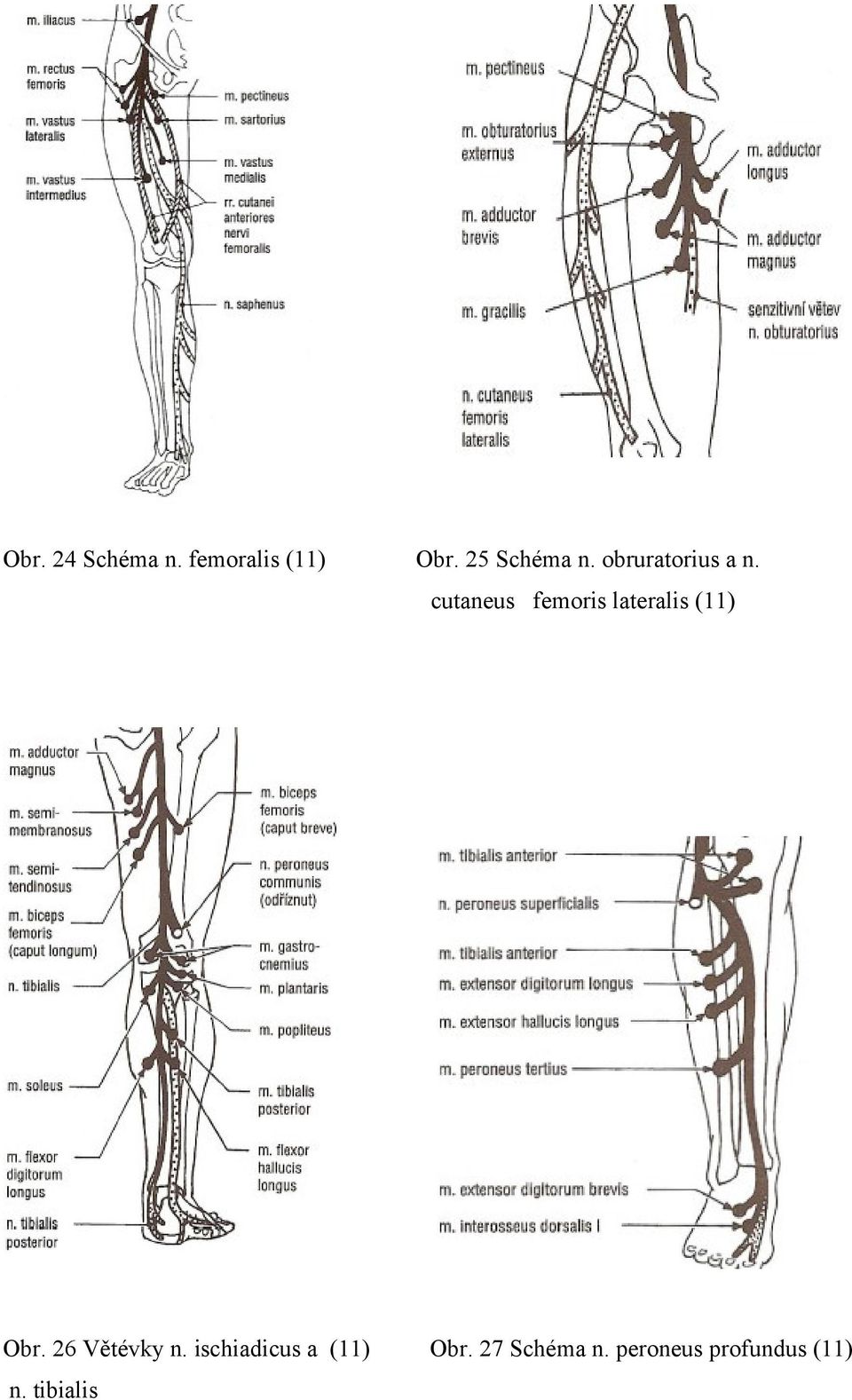 cutaneus femoris lateralis (11) Obr.