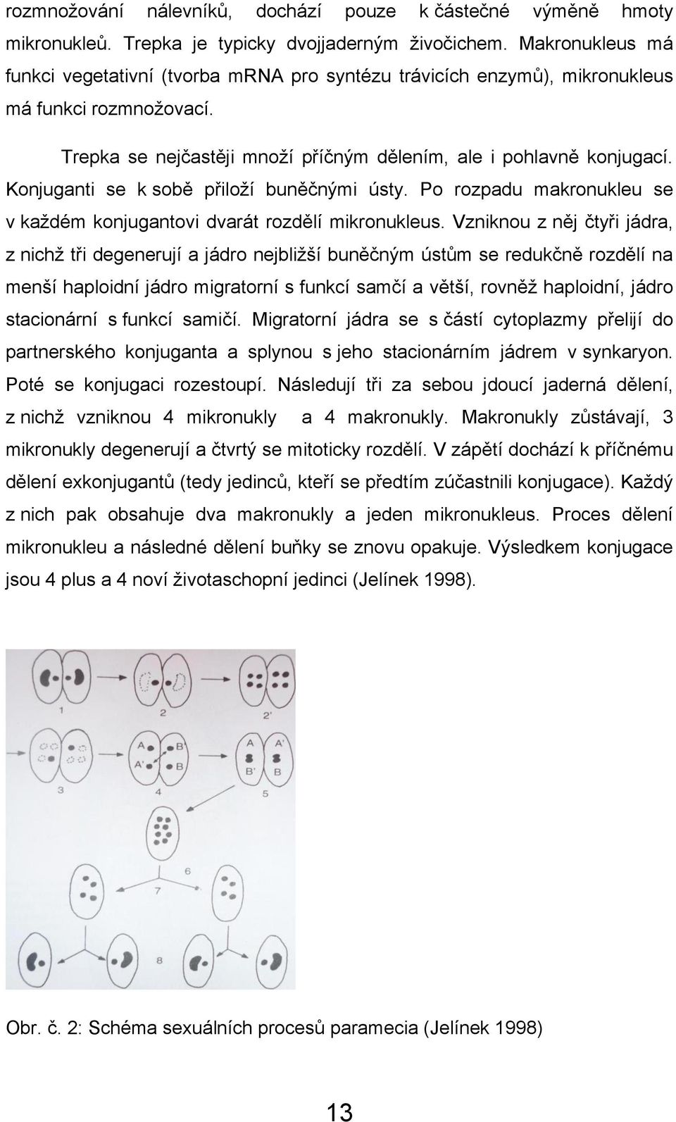 Konjuganti se k sobě přiloţí buněčnými ústy. Po rozpadu makronukleu se v kaţdém konjugantovi dvarát rozdělí mikronukleus.