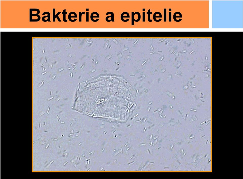 epitelie