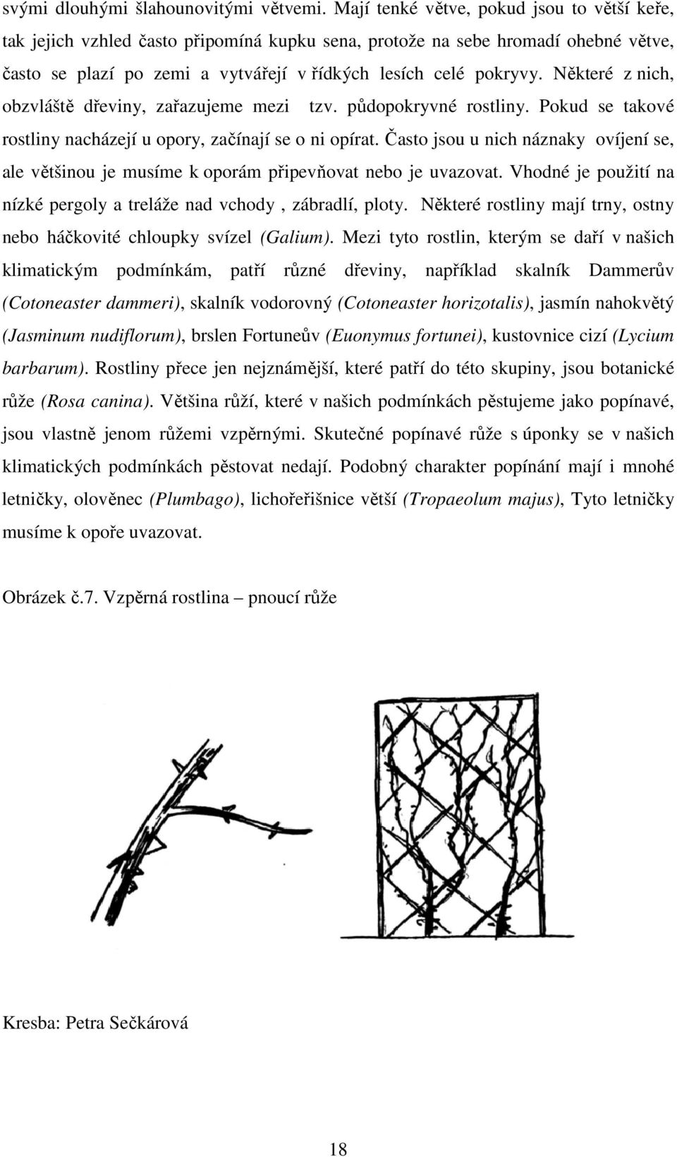 Některé z nich, obzvláště dřeviny, zařazujeme mezi tzv. půdopokryvné rostliny. Pokud se takové rostliny nacházejí u opory, začínají se o ni opírat.