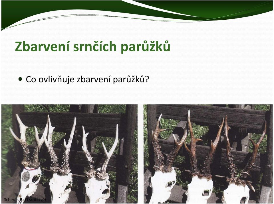 zbarvení parůžků?