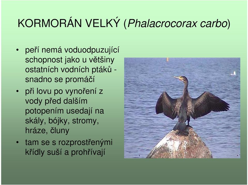 při lovu po vynoření z vody před dalším potopením usedají na skály,