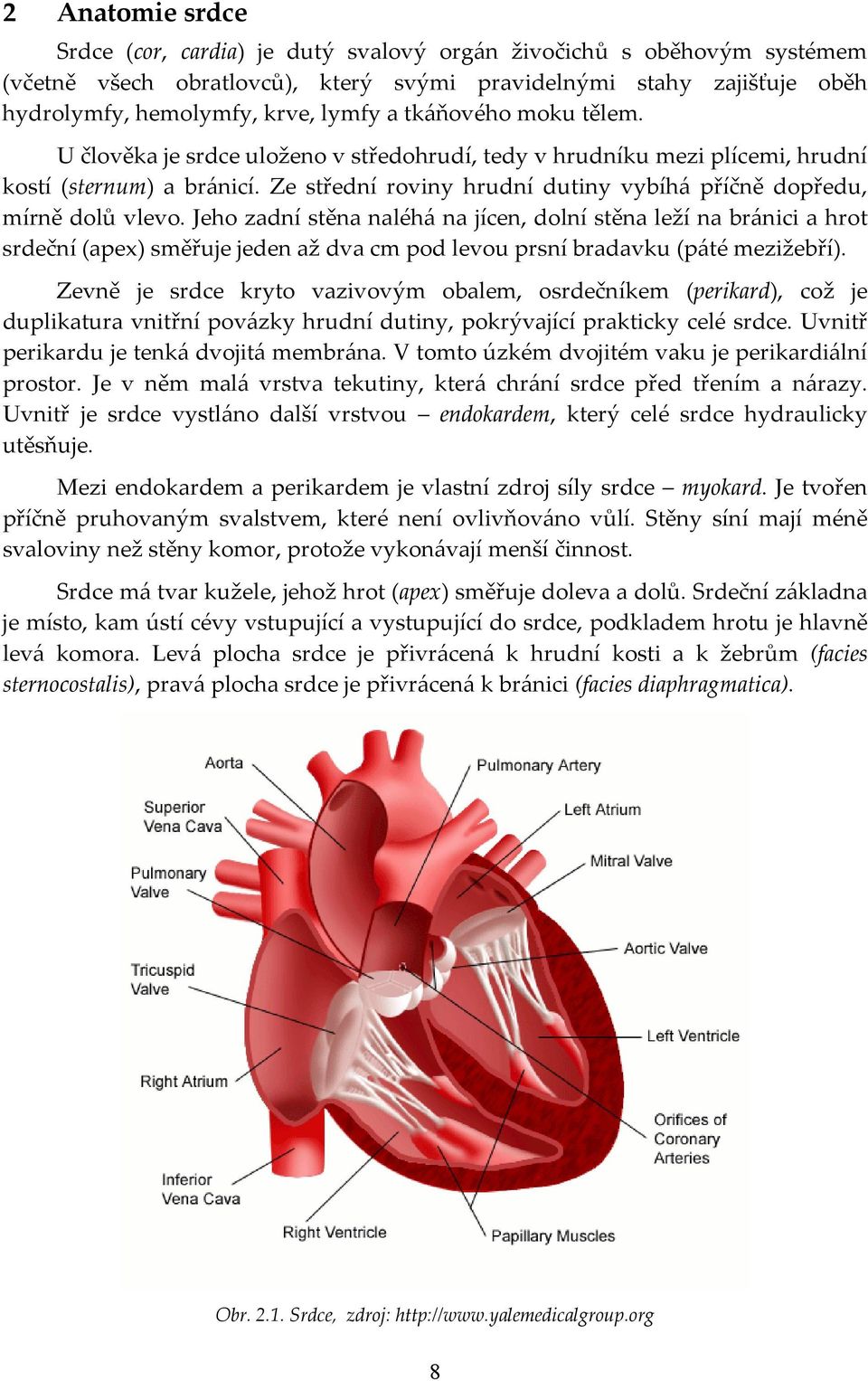 Jeho zadní stěna naléhá na jícen, dolní stěna leží na bránici a hrot srdeční (apex) směřuje jeden až dva cm pod levou prsní bradavku (páté mezižebří).