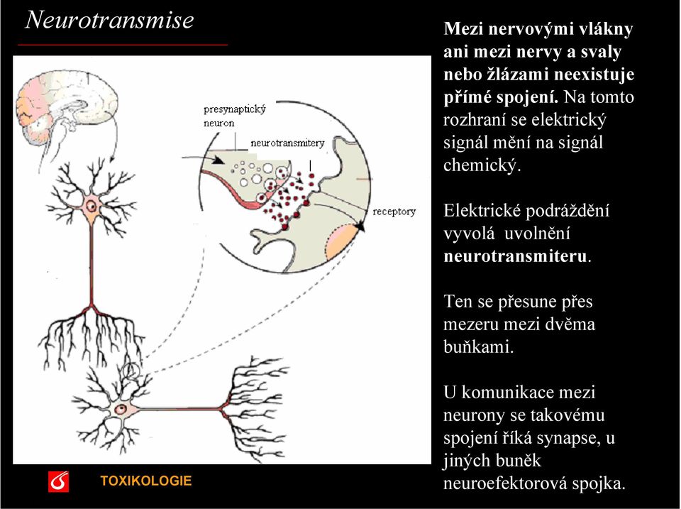 Elektrické podráždění vyvolá uvolnění neurotransmiteru.