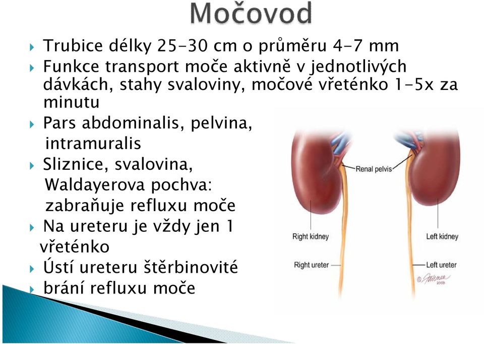 abdominalis, pelvina, intramuralis Sliznice, svalovina, Waldayerova pochva: