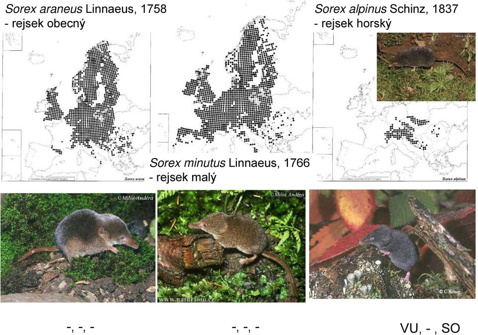 rejsek horský Sorex minutus Linnaeus,