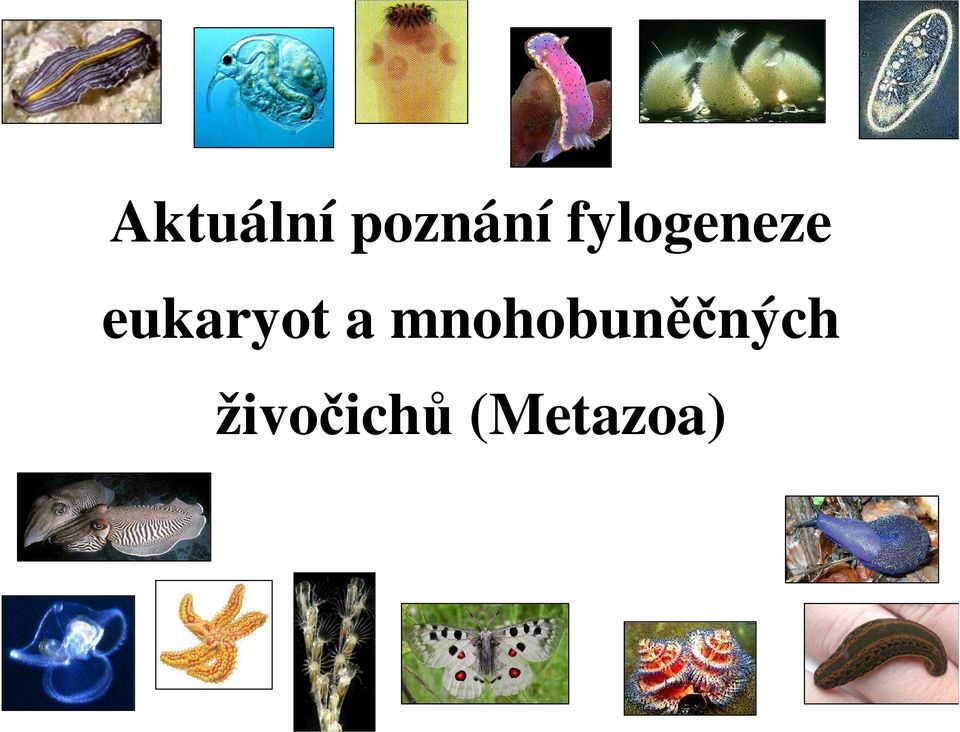 eukaryot a