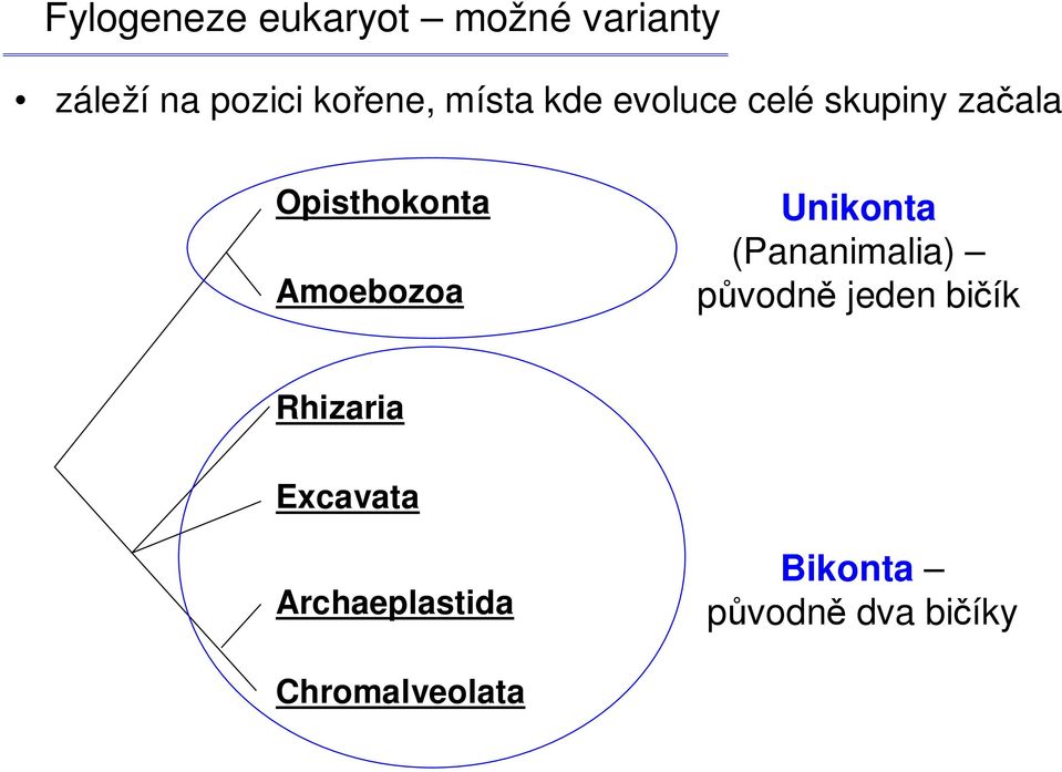 Amoebozoa Unikonta (Pananimalia) původně jeden bičík