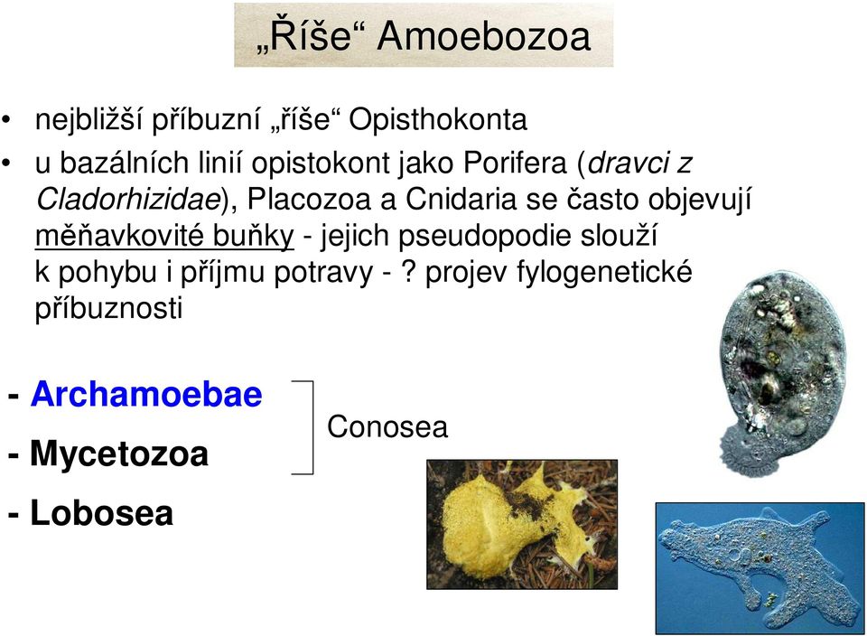 často objevují měňavkovité buňky - jejich pseudopodie slouží k pohybu i
