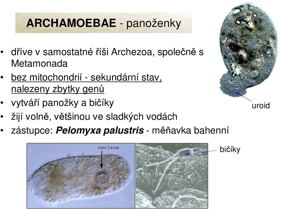 nalezeny zbytky genů vytváří panožky a bičíky žijí volně,