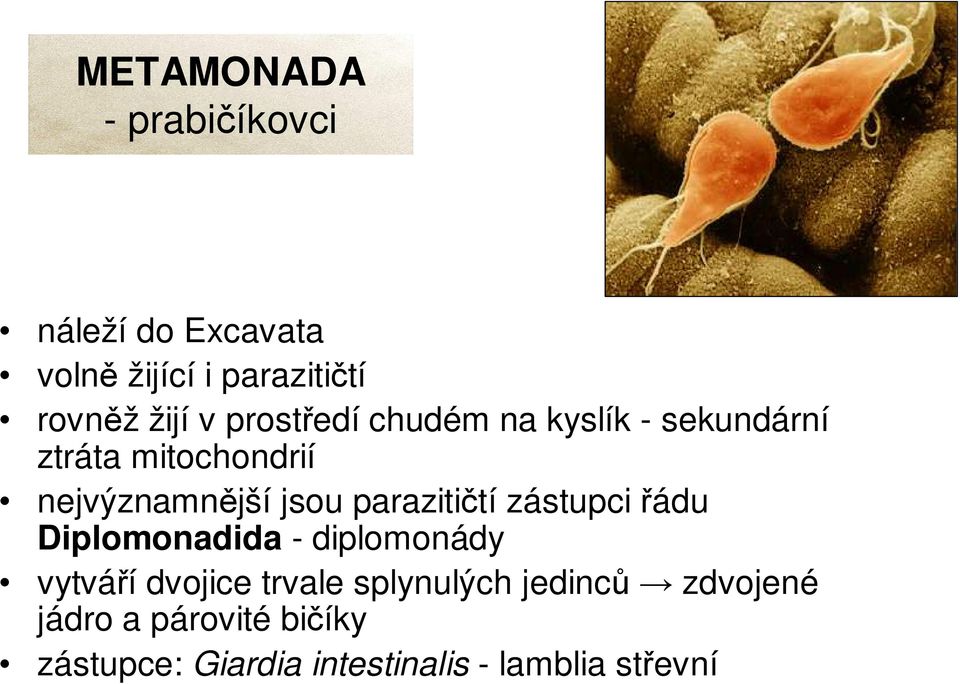parazitičtí zástupci řádu Diplomonadida - diplomonády vytváří dvojice trvale