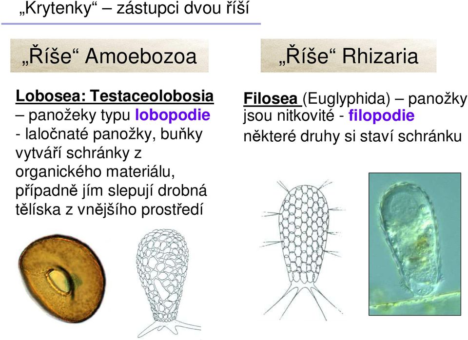 materiálu, případně jím slepují drobná tělíska z vnějšího prostředí Říše