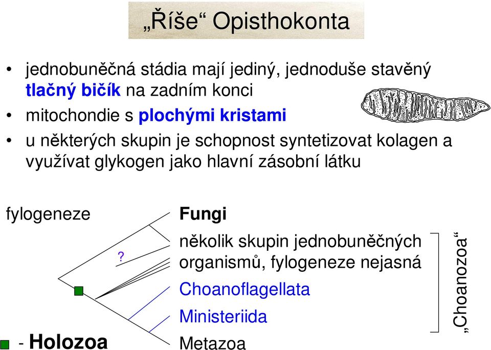 kolagen a využívat glykogen jako hlavní zásobní látku fylogeneze Fungi - Holozoa?
