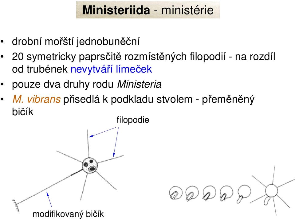 trubének nevytváří límeček pouze dva druhy rodu Ministeria M.