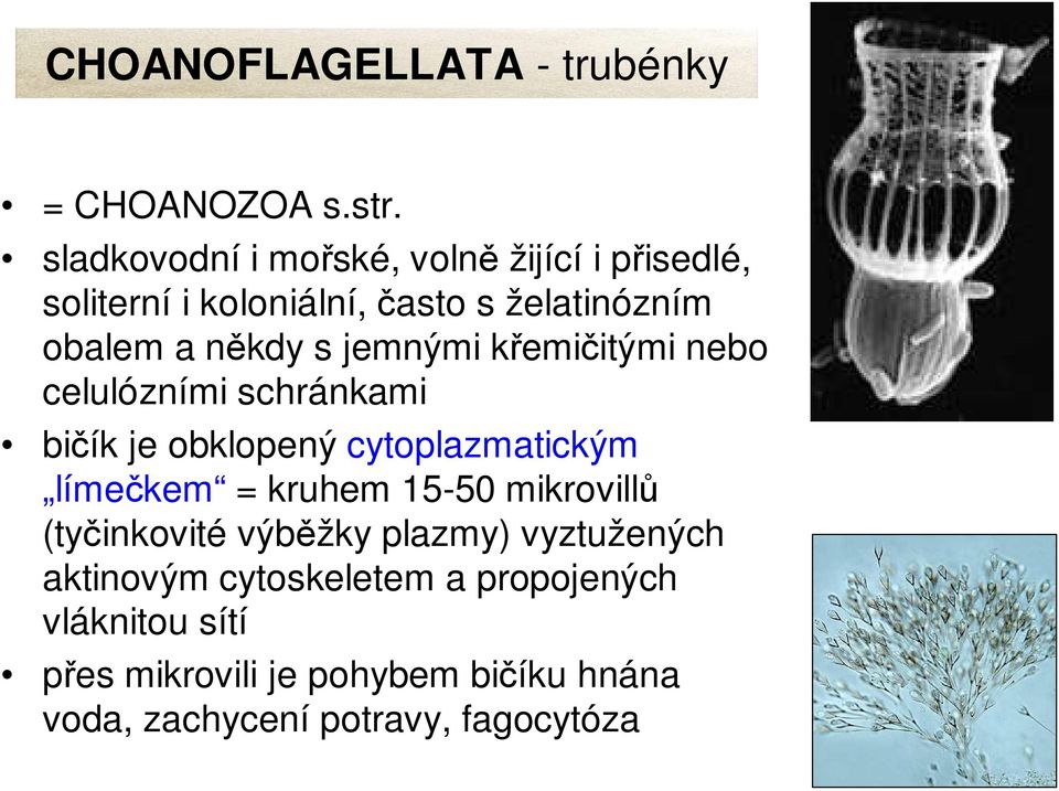 jemnými křemičitými nebo celulózními schránkami bičík je obklopený cytoplazmatickým límečkem = kruhem 15-50