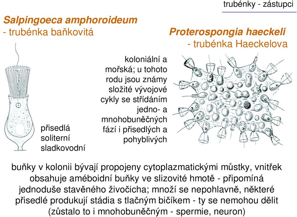 v kolonii bývají propojeny cytoplazmatickými můstky, vnitřek obsahuje améboidní buňky ve slizovité hmotě - připomíná jednoduše stavěného